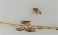 家里怎样灭果蝇