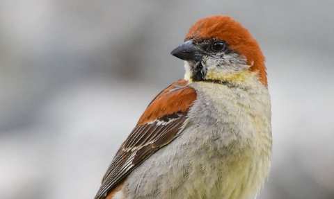 麻雀治疗什么病 麻雀治疗什么病