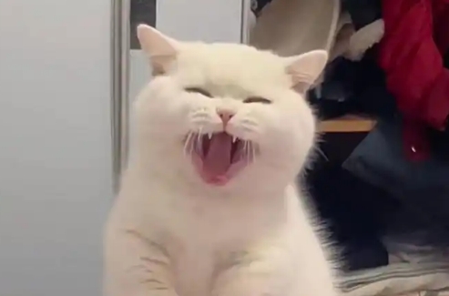 怎么判断猫传腹