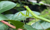 螳螂是脊椎动物吗