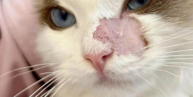 贝克里里猫卫净：国产好货，为何被误解？