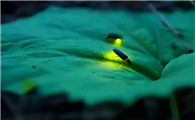 萤火虫为什么是益虫