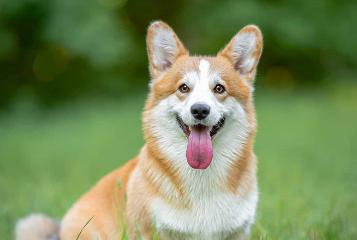 “代班”遛狗意外伤人,狗主人、代班者和逗狗人均被判担责 “代班”遛狗意外伤人,狗主人、代班者和逗狗人均被判担责