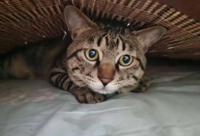 猫咪吐黄水不吃东西