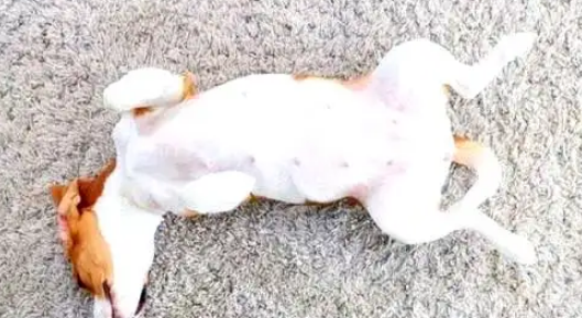 拉布拉多中暑症状和解救方法 拉布拉多中暑症状和解救方法