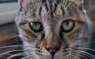 猫不听话饿几天有用吗