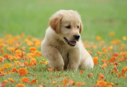 治疗小狗呕吐最好方法治疗小骨呕吐最好方法