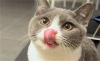 猫打喷嚏甩出浓稠鼻涕买什么药