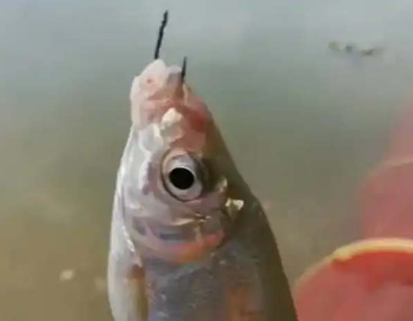 黄尾鲴吃蚯蚓吗