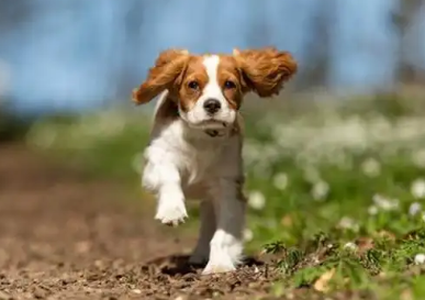 狗狗尿道炎症状有哪些 狗狗尿道炎症状有哪些