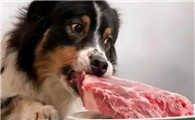 狗狗吃什么补充营养最快