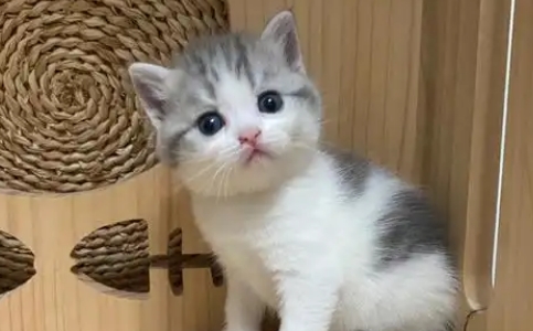 英短母猫长到几个月定型