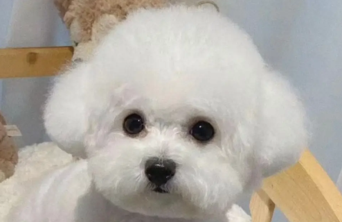 比熊有咔咔声然后干呕