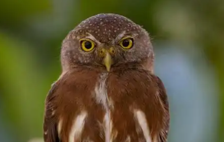 猫头鹰属于猫科动物吗