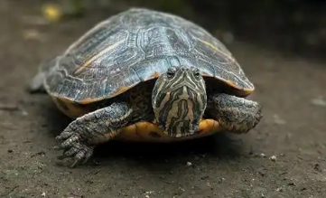 乌龟轻微蒙眼病可以自愈吗 乌龟轻微蒙眼病可以自愈吗