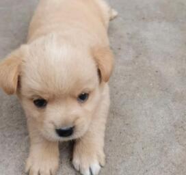 奶狗不吃不喝怎么办 奶狗不吃不喝怎么办