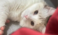猫能饿几天才能不乱拉屎