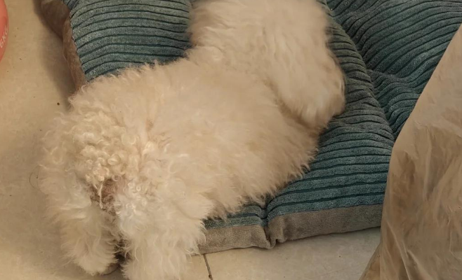 幼犬肠胃炎几天能好