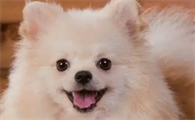 狗突然尿血吃什么药