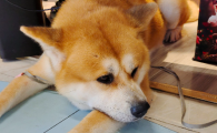 狗狗肾衰会引起哪些并发症