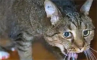 猫伸舌头大端气像哮喘样怎么回事