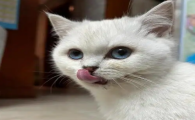 猫咪流黄鼻涕能自愈吗
