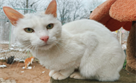 猫咪先打针还是先洗澡