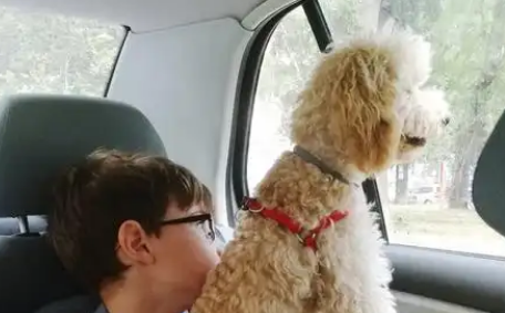 带上猫狗一起出发!宠物可坐高铁了 带上猫狗一起出发!宠物可坐高铁了