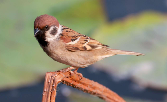 麻雀鸟是保护动物吗 麻雀鸟是保护动物吗