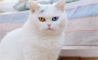 绝育公猫突然尿频每次只尿一点