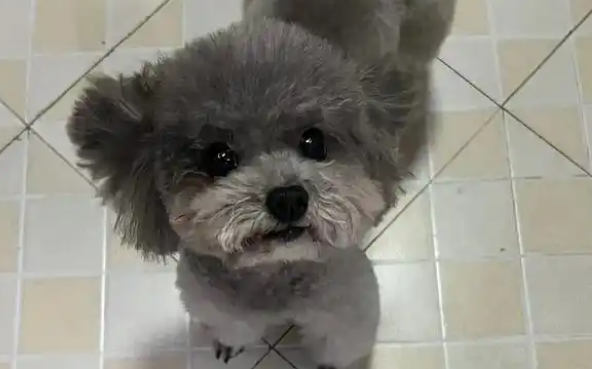 灰泰迪喝羊奶好吗 灰泰迪喝羊奶好吗