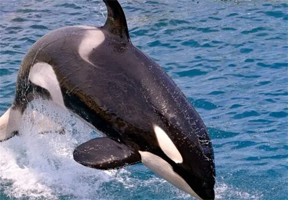 虎鲸是鲸类吗