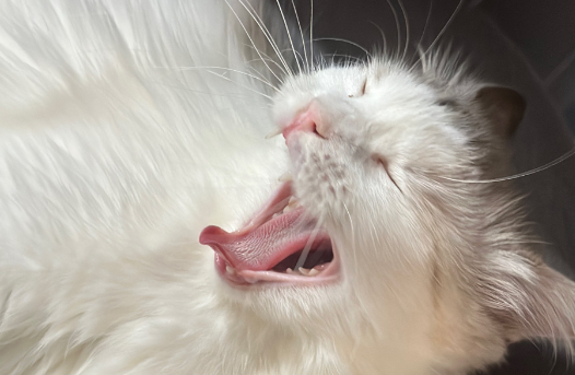 猫能饿几天会亲人