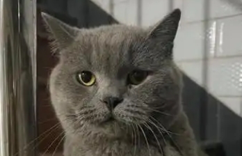 猫一直吐清水怎么办