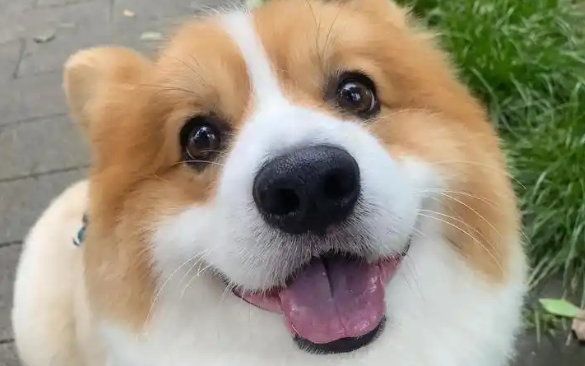 狗狗脱了一撮毛但无癣