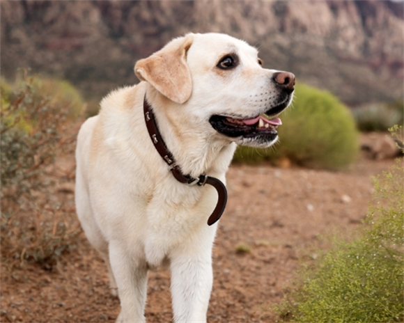 拉布拉多几个月开始长高 拉布拉多几个月开始长高