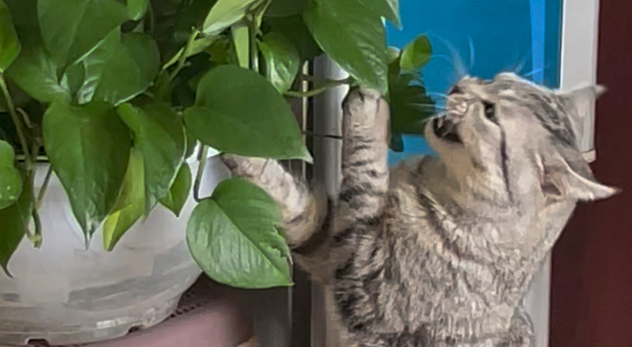 猫咪吃绿萝会中毒吗怎么办 猫咪吃绿萝会中毒吗怎么办