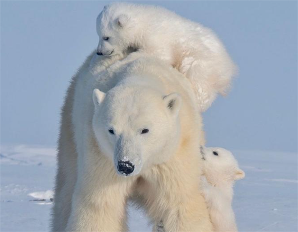 北极熊灭绝了吗 北极熊灭绝了吗