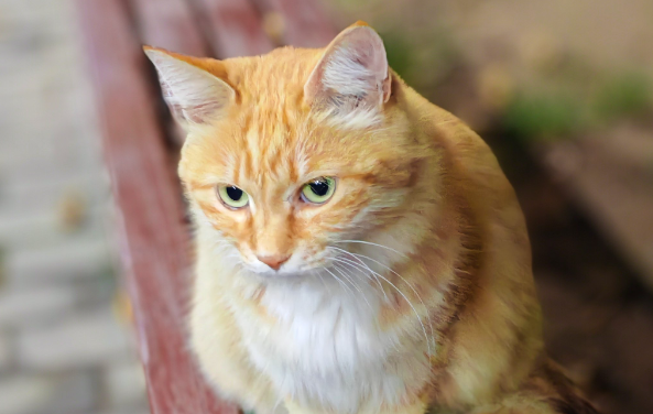 小猫多大用封闭厕所