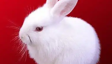 红色眼睛的兔子是什么品种