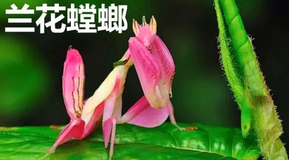 螳螂都有哪几种 螳螂都有哪几种