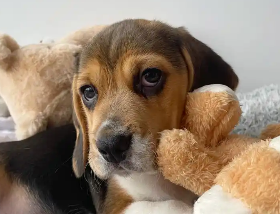 犬瘟热幼犬临死症状有哪些
