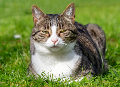 小猫多大需要帮助排尿