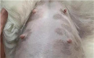 狗怀孕吃什么补充营养