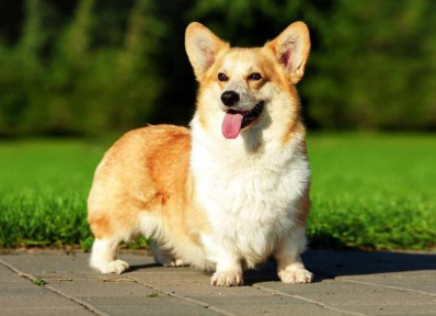 柯基幼犬一天吃多少