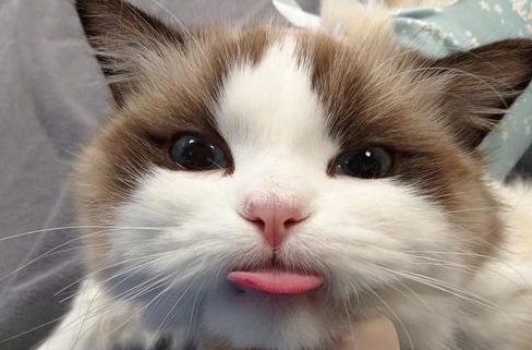 猫经常伸舌头突然急促喘气 猫经常伸舌头突然急促喘气
