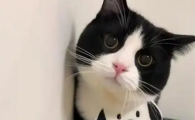 猫咪半夜嚎叫如何制止