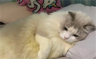 猫咪闻到月经味会怎么样