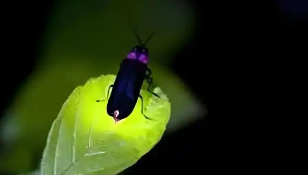 萤火虫外貌特征