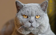 猫咪耳朵流黄水用什么药